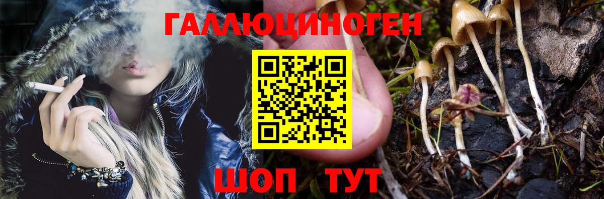 Псилоцибиновые грибы GOLDEN TEACHER  Галлюциногенные грибы Magic Shrooms  Кингисепп  Вход с VPN 